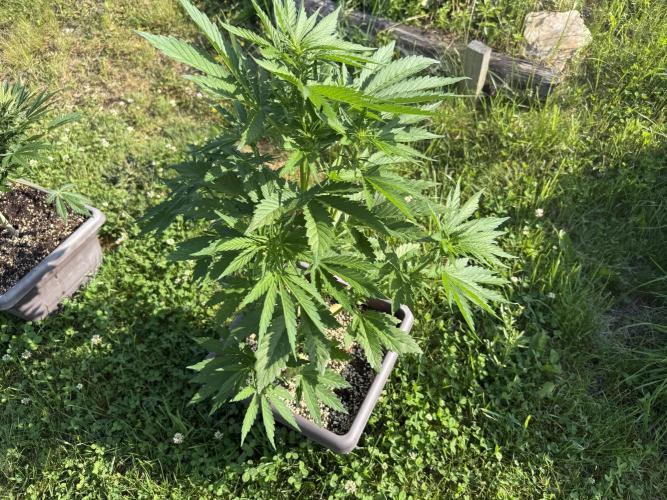 2. Auto outdoor. Week 5 - Frostbanger