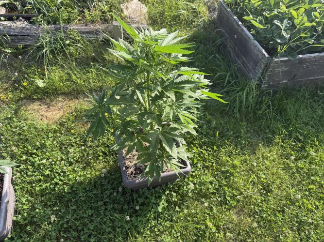 2. Auto outdoor. Week 5 - Frostbanger