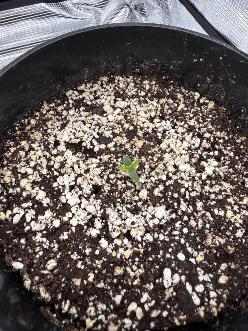 3. Out - Sugar black rose. Week 0