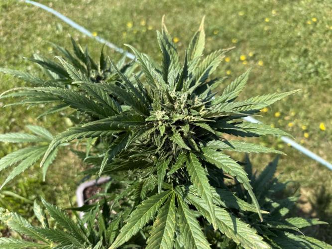 1. outdoor Tropicana cookies auto. Week 10