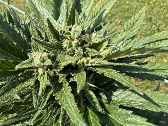 1. outdoor Tropicana cookies auto. Week 10