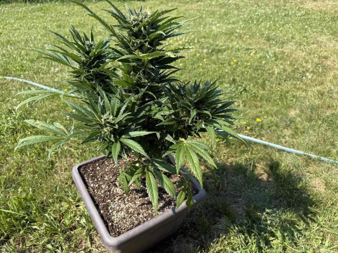 Tropicana Cookies Auto. Week 10