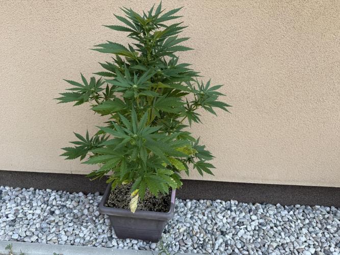 2. Auto outdoor. Week 6 - Frostbanger