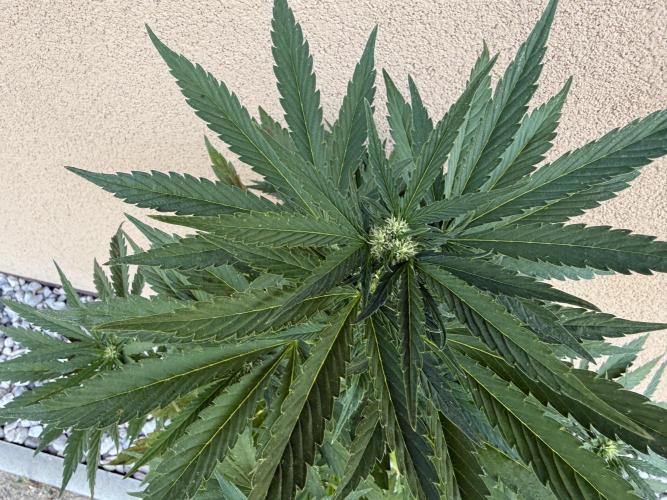 2. Auto outdoor. Week 6 - Frostbanger