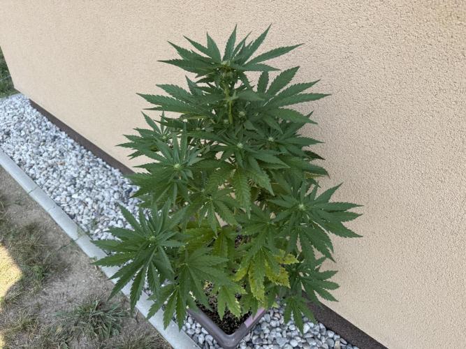 2. Auto outdoor. Week 6 - Frostbanger