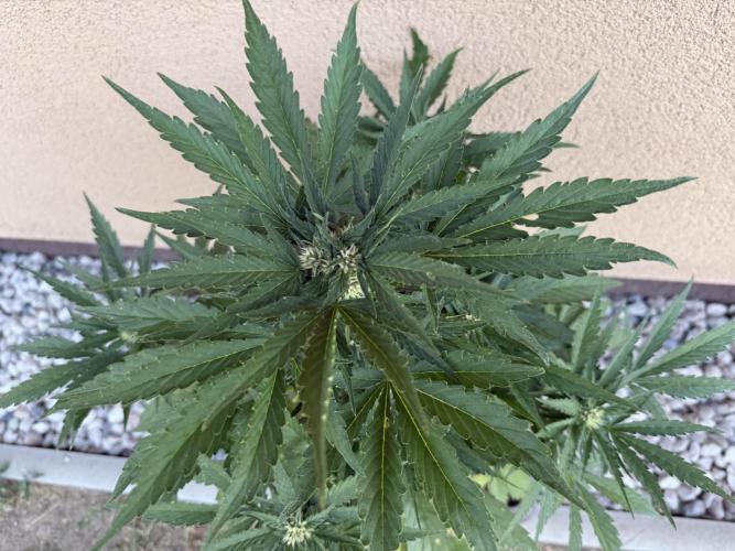2. Auto outdoor. Week 6 - Lemon cherry