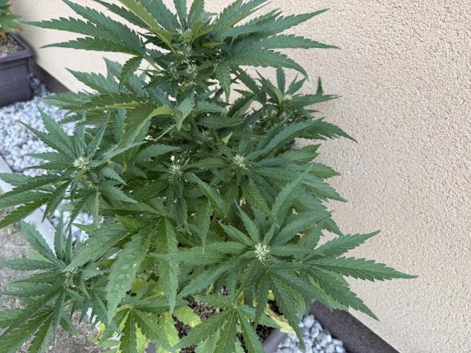 2. Auto outdoor. Week 6 - Lemon cherry