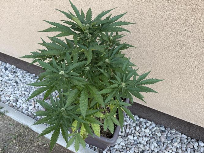2. Auto outdoor. Week 6 - Lemon cherry