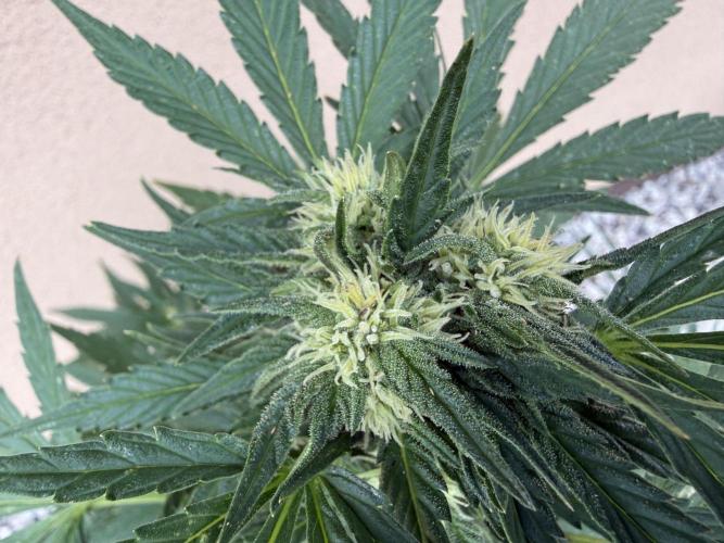 2. Auto outdoor. Week 7 - Frostbanger 