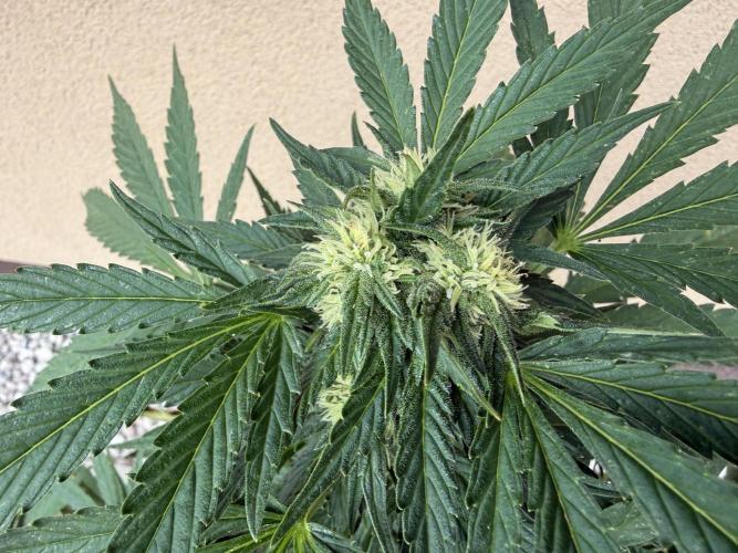 2. Auto outdoor. Week 7 - Frostbanger 