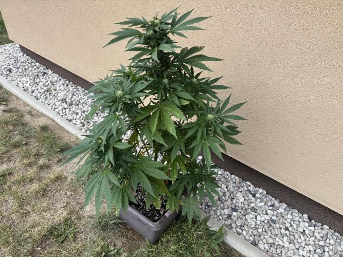 2. Auto outdoor. Week 7 - Frostbanger 