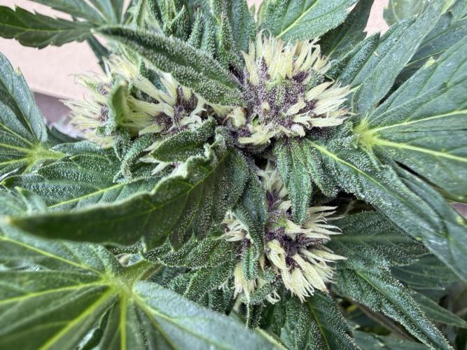 2. Auto outdoor. Week 7 - Lemon Cherry 