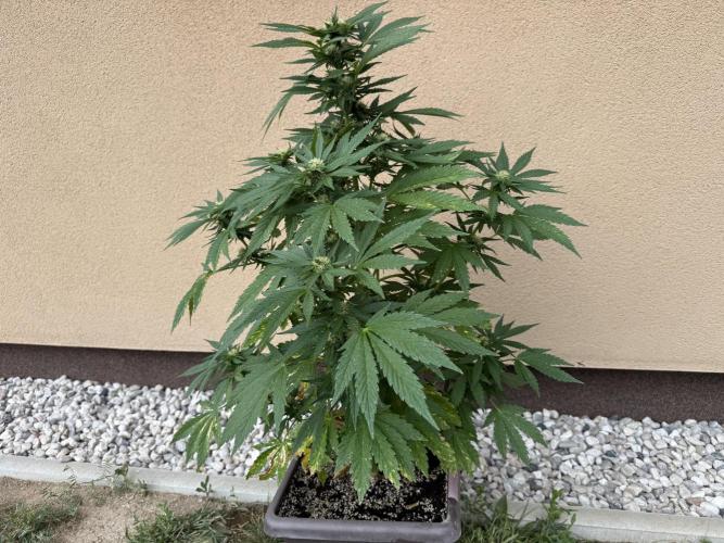 2. Auto outdoor. Week 7 - Frostbanger 
