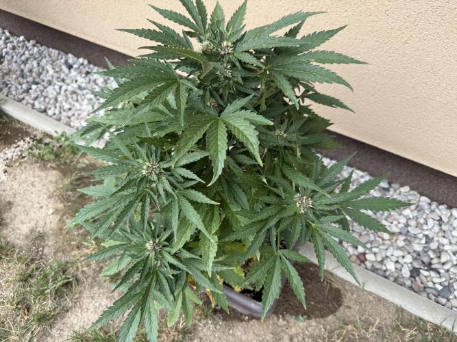 2. Auto outdoor. Week 7 - Lemon cherry