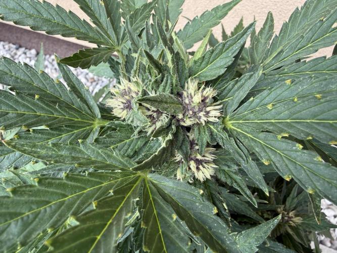 2. Auto outdoor. Week 7 - Lemon cherry 