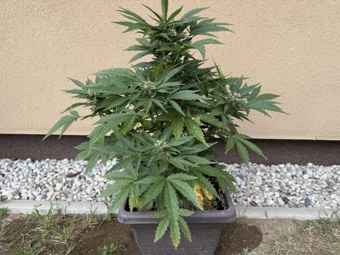 2. Auto outdoor. Week 7 - Lemon Cherry 