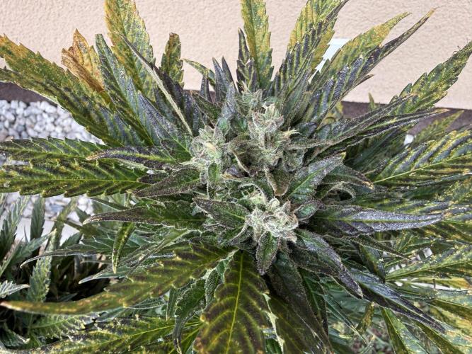 1. outdoor Tropicana cookies auto. Week 11