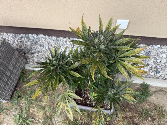 1. outdoor Tropicana cookies auto. Week 11