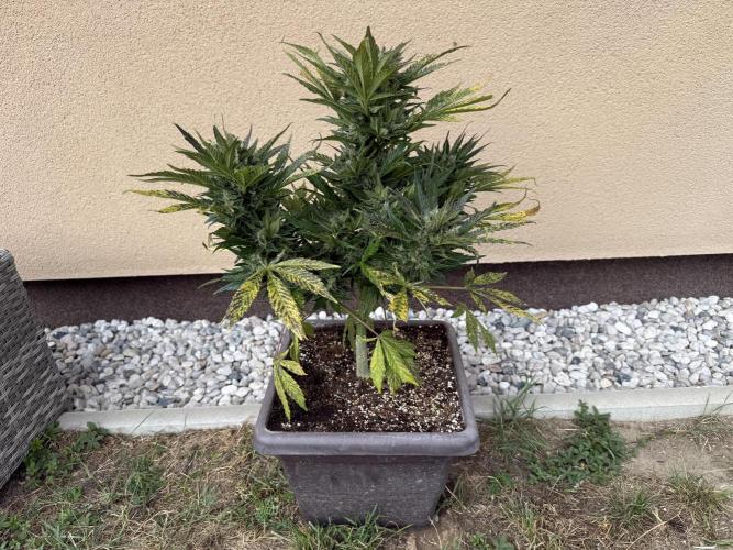 1. outdoor Tropicana cookies auto. Week 11