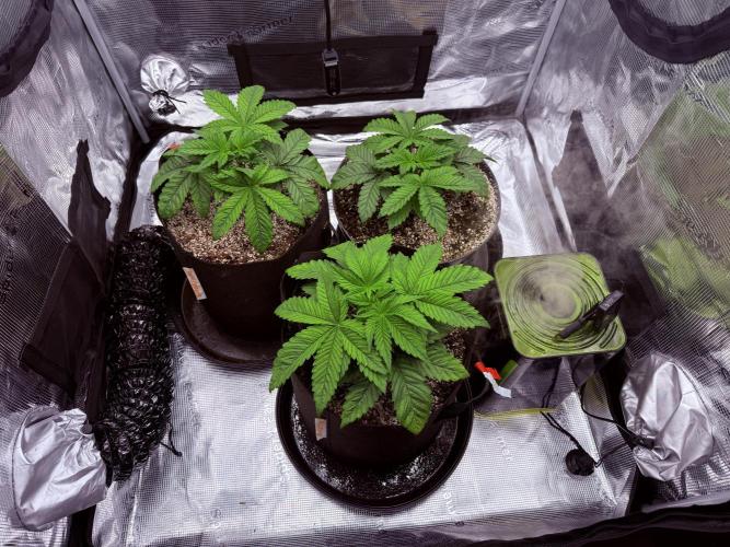 2. Bon Boni #3. Week 3