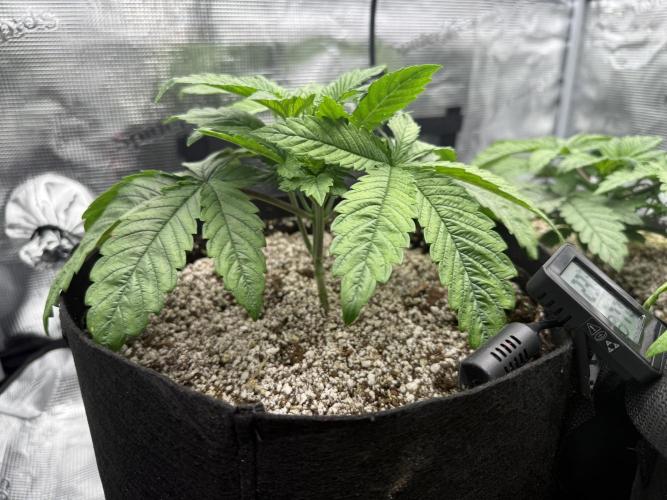 2. Bon Boni #3. Week 3