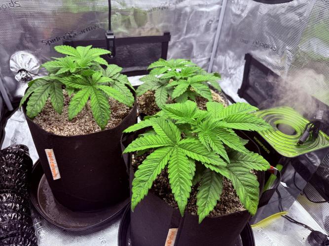 2. Bon Boni #3. Week 3
