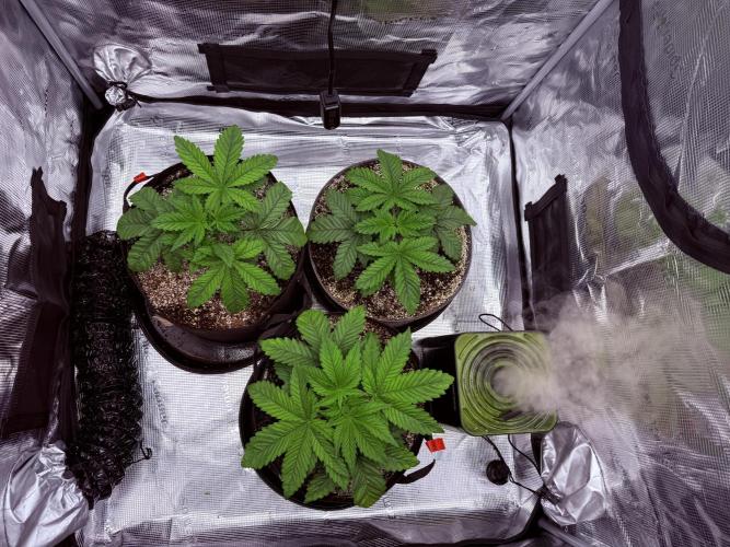 2. Bon Boni #3. Week 3