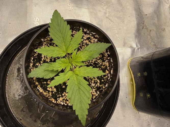 3. Out - Sugar black rose. Week 1
