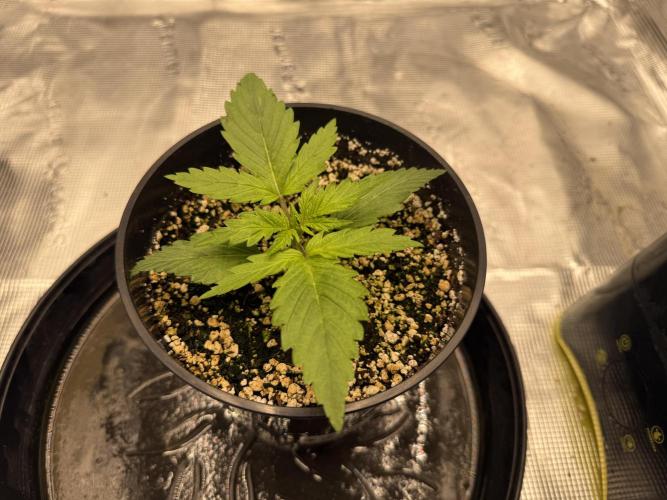 3. Out - Sugar black rose. Week 1