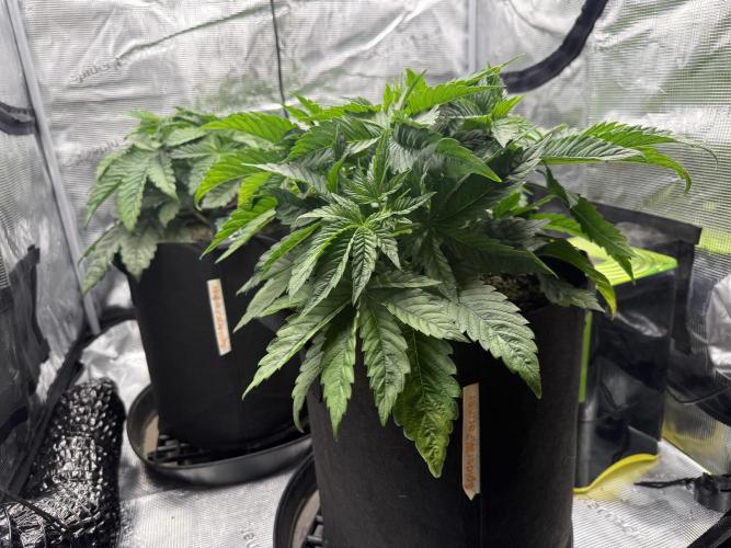 2. Bon Boni #3. Week 4