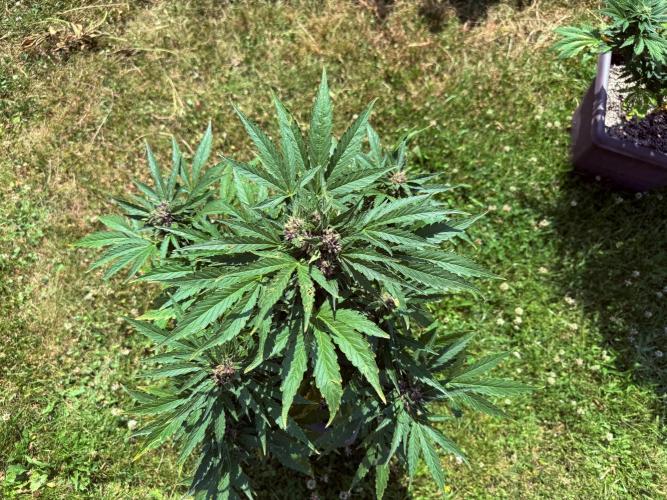 2. Auto outdoor. Week 8