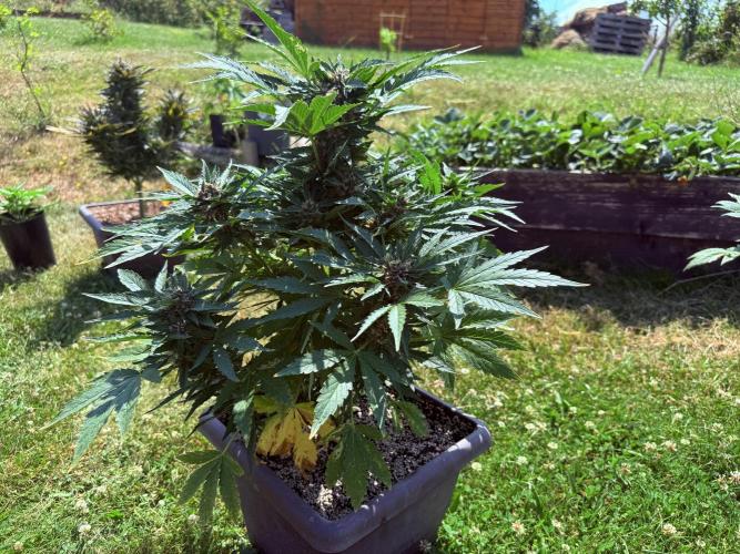 2. Auto outdoor. Week 8