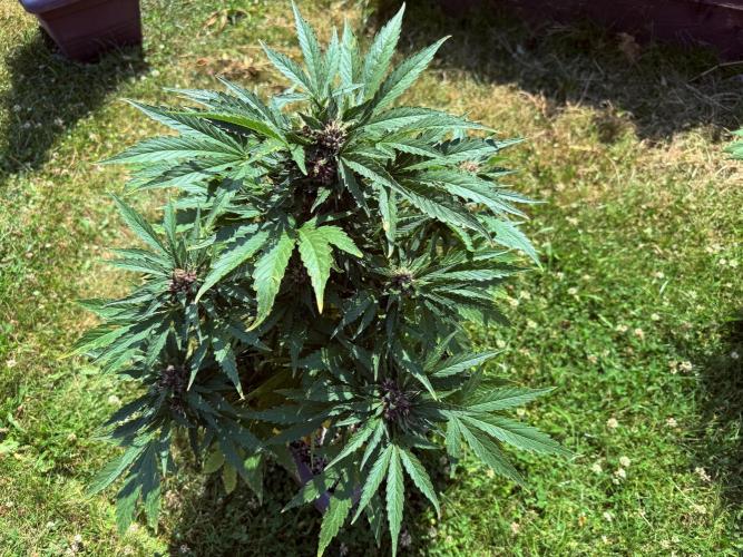2. Auto outdoor. Week 8