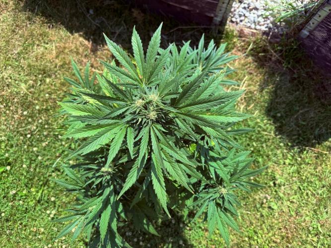 2. Auto outdoor. Week 8