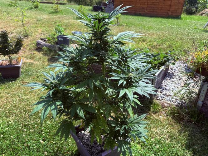 2. Auto outdoor. Week 8
