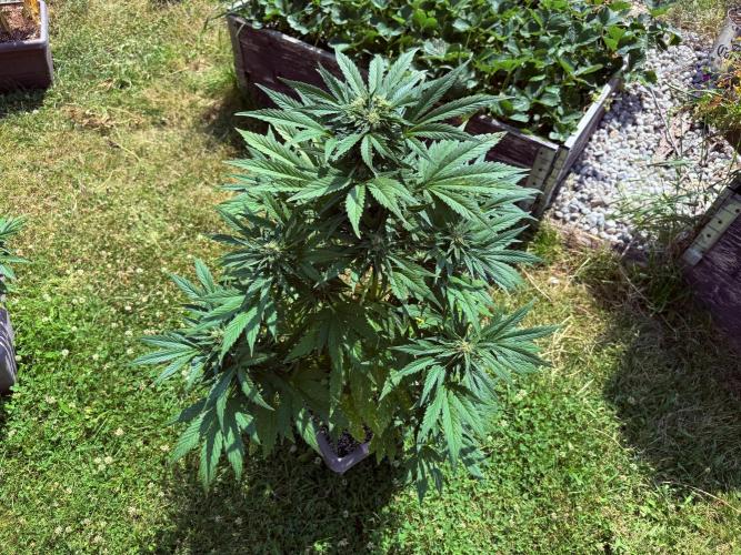 2. Auto outdoor. Week 8