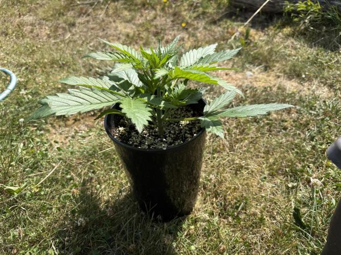 3. Out - Sugar black rose. Week 2