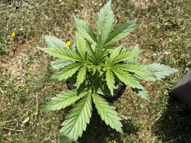 3. Out - Sugar black rose. Week 2