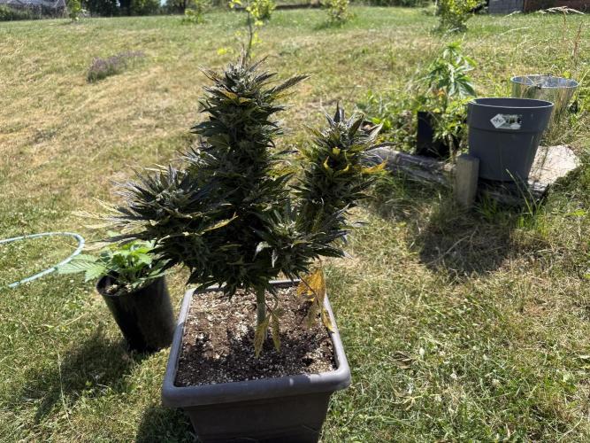 1. outdoor Tropicana cookies auto. Week 12