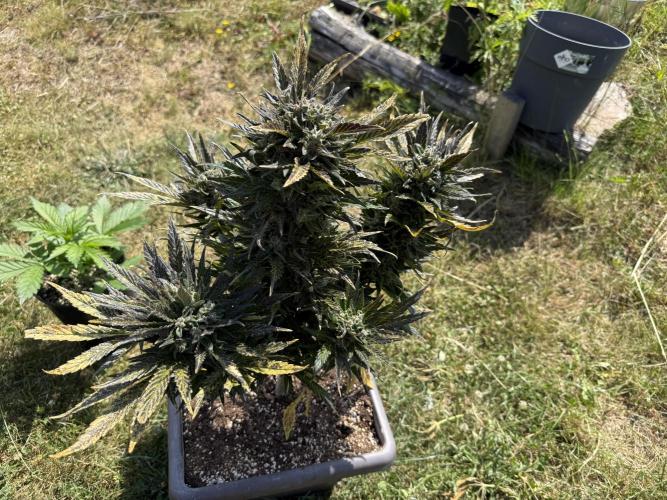 1. outdoor Tropicana cookies auto. Week 12