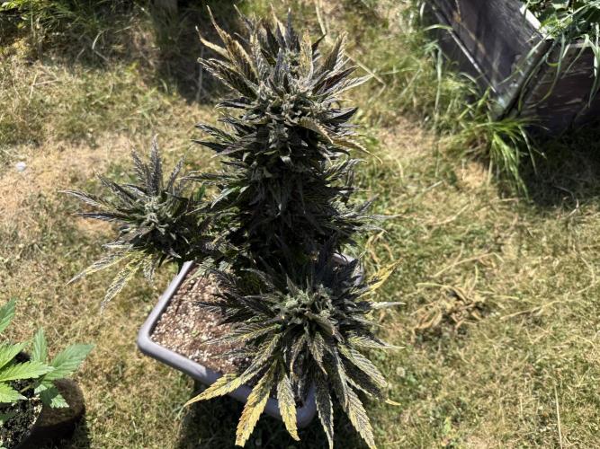 Tropicana Cookies Auto. Week 12