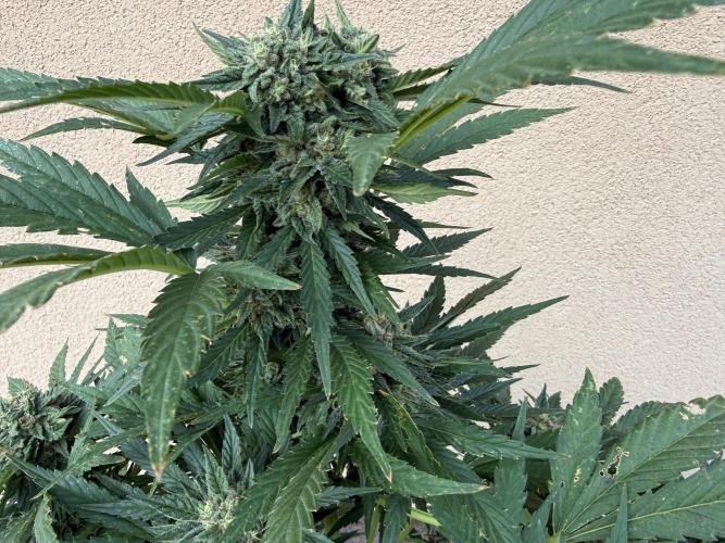 2. Auto outdoor. Week 9 - Frostbanger 