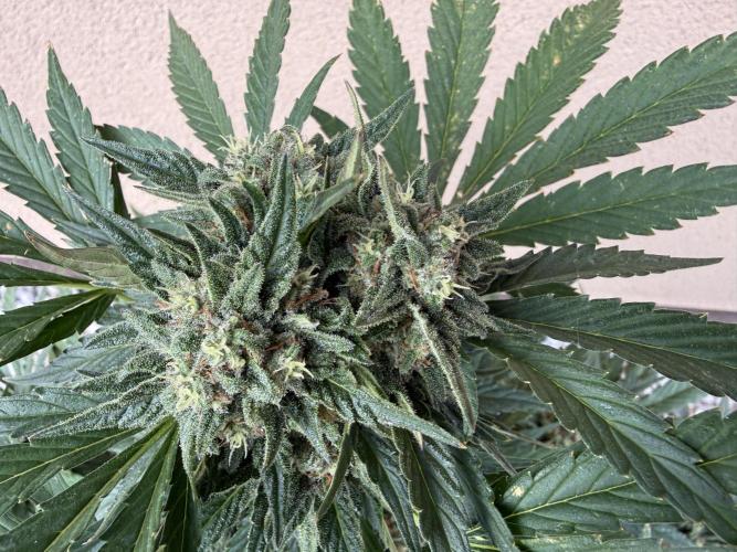2. Auto outdoor. Week 9 - Frostbanger 