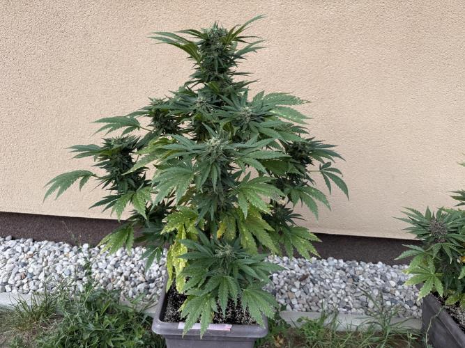 2. Auto outdoor. Week 9 - Frostbanger 