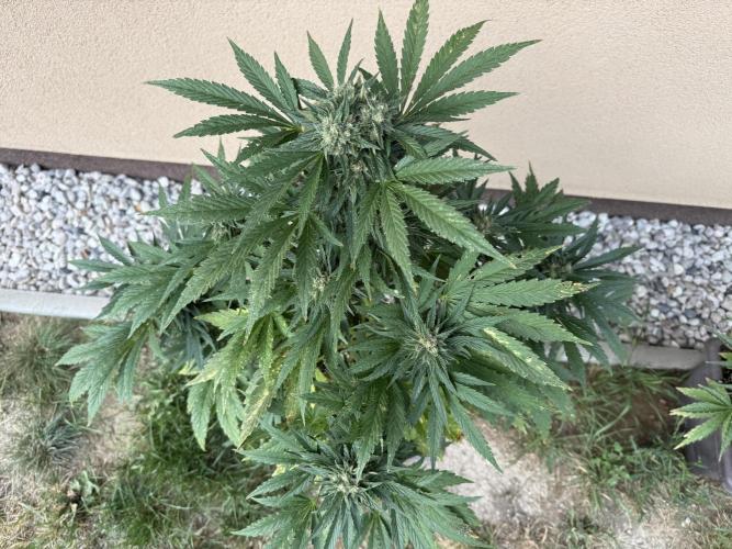 2. Auto outdoor. Week 9 - Frostbanger 