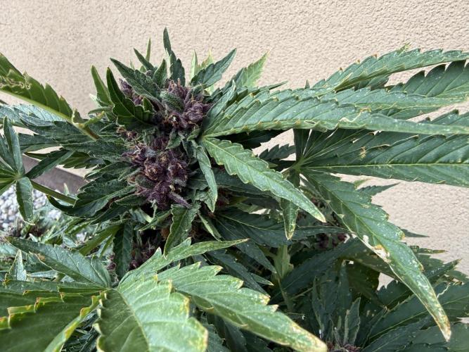 2. Auto outdoor. Week 9 - Lemon Cherry 