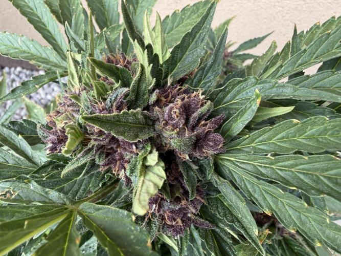 2. Auto outdoor. Week 9 - Lemon Cherry
