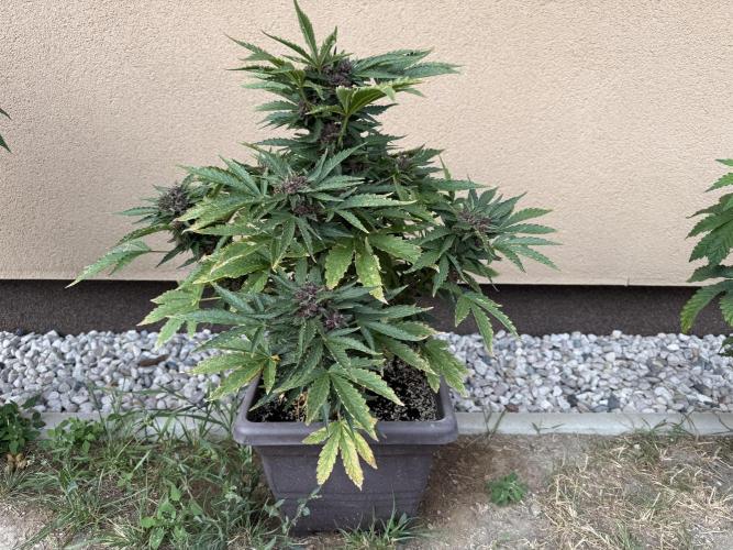2. Auto outdoor. Week 9 - Lemon Cherry