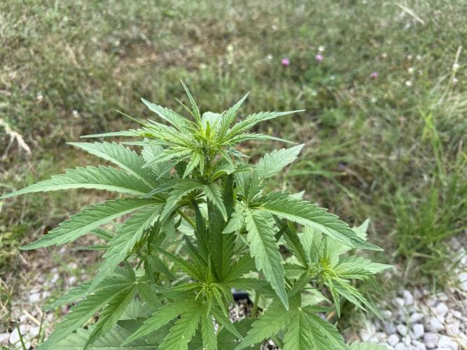 3. Out - Sugar black rose. Week 3