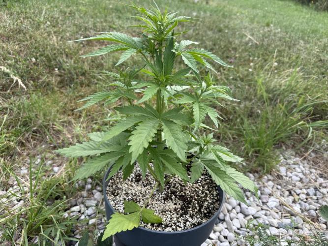 Sugar Black Rose Auto. Week 3